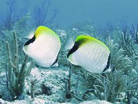 Reef Butterflyfish
